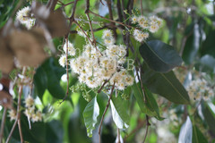 Syzygium cumini